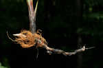 Woodland bulrush